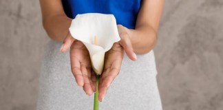 Lírio da paz: Como saber a quantidade certa de água para um crescimento saudável Lírio da paz - Foto de Freepik