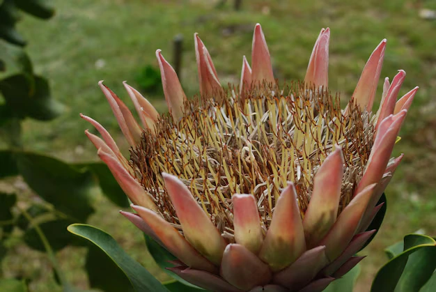 Protea cynaroides - Foto by Freepik