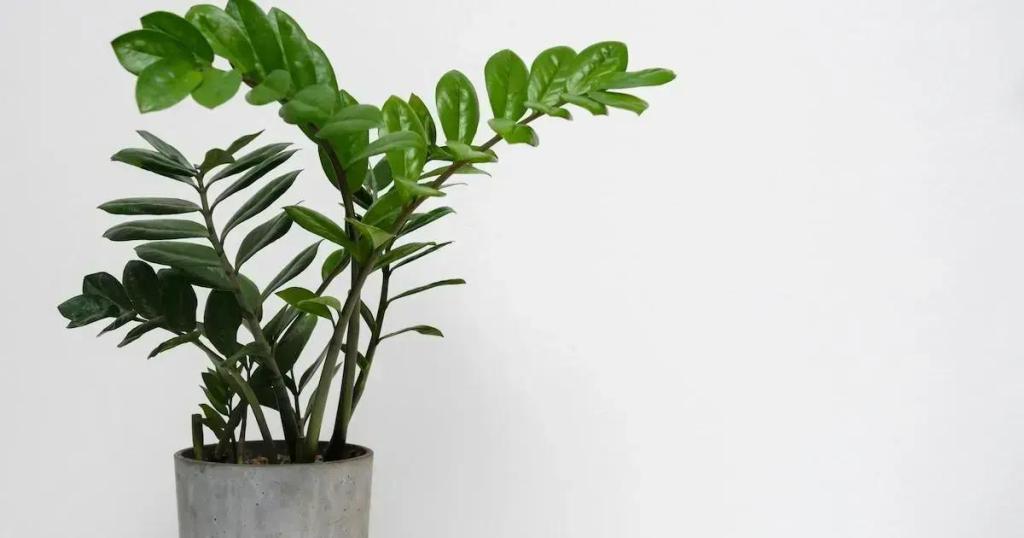 Designed by Freepik: A maneira correta de fazer mudas da Zamioculca dividindo as touceiras