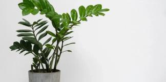 A maneira correta de fazer mudas da Zamioculca dividindo as touceiras Designed by Freepik: A maneira correta de fazer mudas da Zamioculca dividindo as touceiras