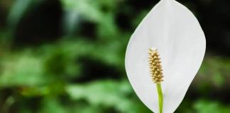 Saiba tudo sobre o Lírio da Paz: cultivo, características e benefícios Designed by Freepik: Aprenda a fazer o melhor substrato para o Lírio da Paz florescer intensamente