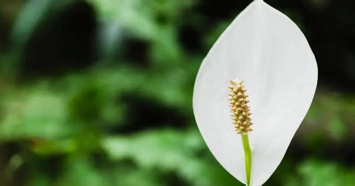 Aprenda a fazer o melhor substrato para o Lírio da Paz florescer intensamente Designed by Freepik: Aprenda a fazer o melhor substrato para o Lírio da Paz florescer intensamente