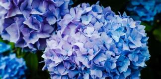 Como cuidar das Hortênsias e ter um jardim externo exuberante Designed by Freepik: Como cuidar das Hortênsias e ter um jardim externo exuberante