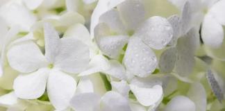 Como cuidar das Hortênsias e ter um jardim externo exuberante Designed by Freepik: Como cuidar das Hortênsias e ter um jardim externo exuberante