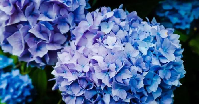 Como cuidar das Hortênsias e ter um jardim externo exuberante Designed by Freepik: Como cuidar das Hortênsias e ter um jardim externo exuberante