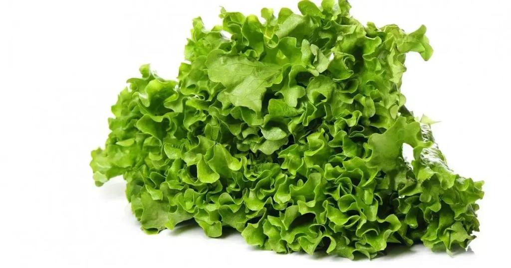 Designed by Freepik: Como cultivar alface o ano todo: 8 truques de jardinagem para colheitas constantes