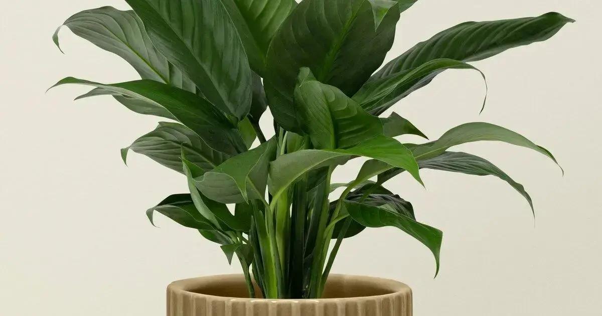 Cuidados essenciais para o Lirio da Paz Cuidados essenciais para o Lirio da Paz