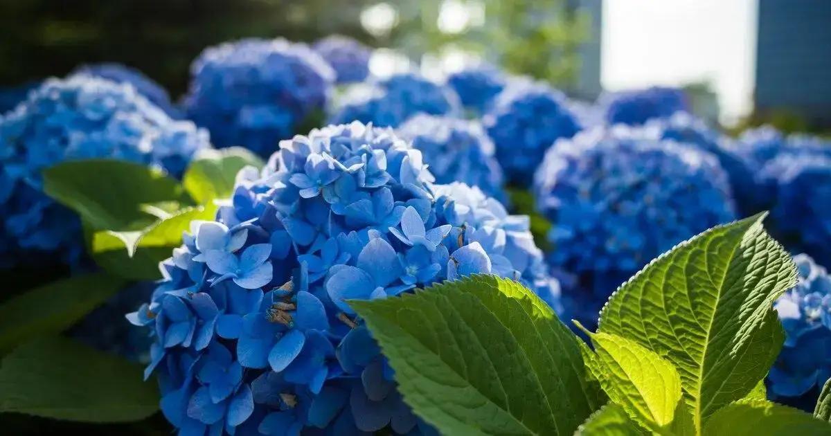 Dicas para fazer mudas de hortênsias Dicas para fazer mudas de hortênsias