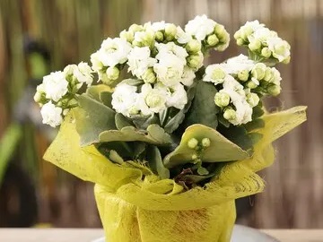 flor-da-fortuna 5 dias para a Kalanchoe (2) Foto: Freepik