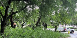 Árvore cai na esquina da Marginal