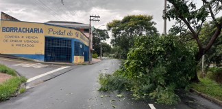 Árvore interdita metade da pista da Marginal