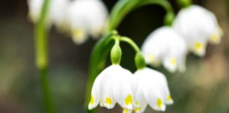 lírio do vale -Convallaria majalis - Foto by Freepi)