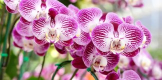 Orquídea borboleta: Como plantar e manter a orquídea Phalaenopsis sempre florida orquídea Phalaenopsis