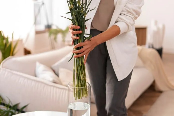 plantas no Feng Shui (3) plantas no Feng Shui - bambu da sorte