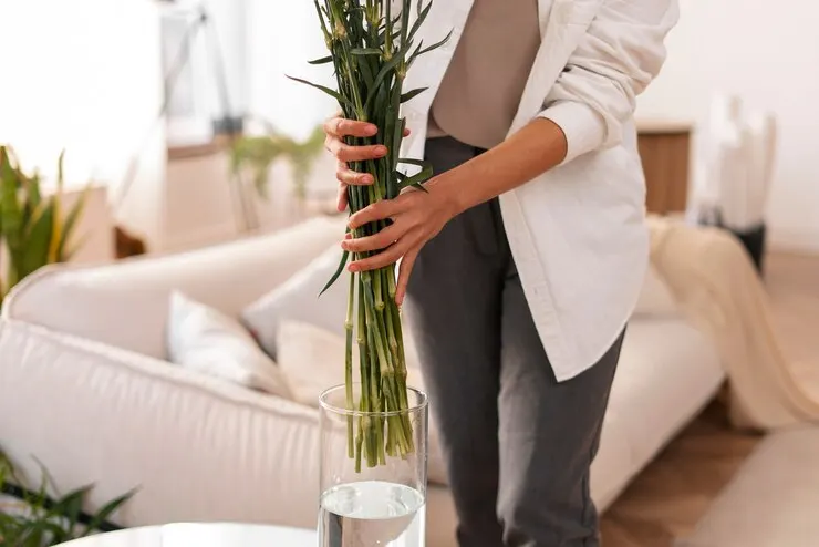 plantas no Feng Shui - bambu da sorte