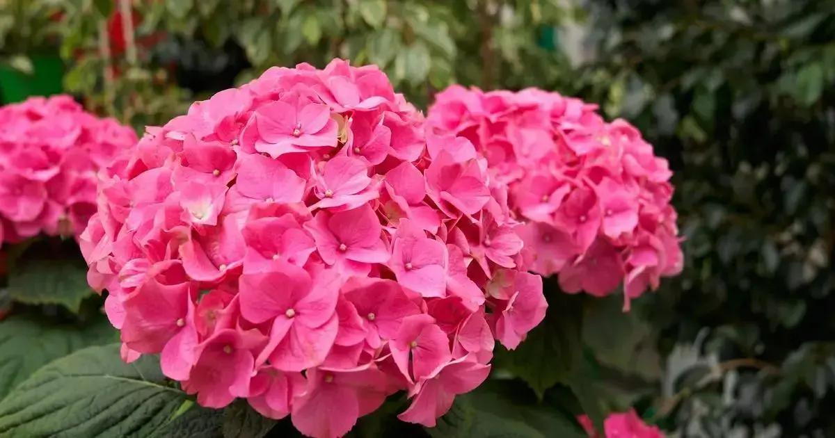 Variedades de hortênsias para seu jardim