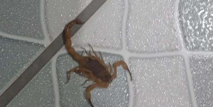 Moradora diz que sua casas está sendo invadida por escorpíões amarelos e ratos