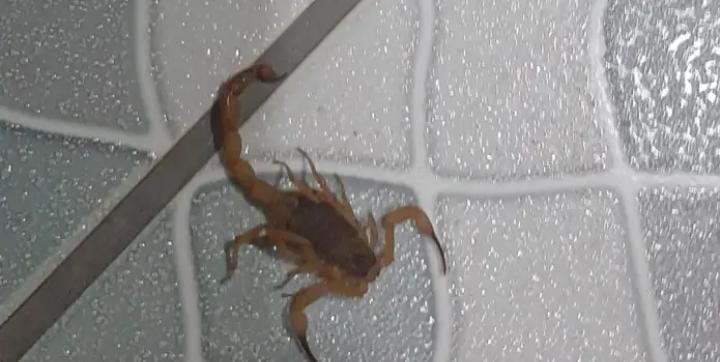 Moradora diz que sua casas está sendo invadida por escorpíões amarelos e ratos