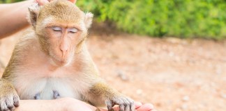 4 passos para ajudar um animal silvestre machucado 4 passos para ajudar um animal silvestre machucado