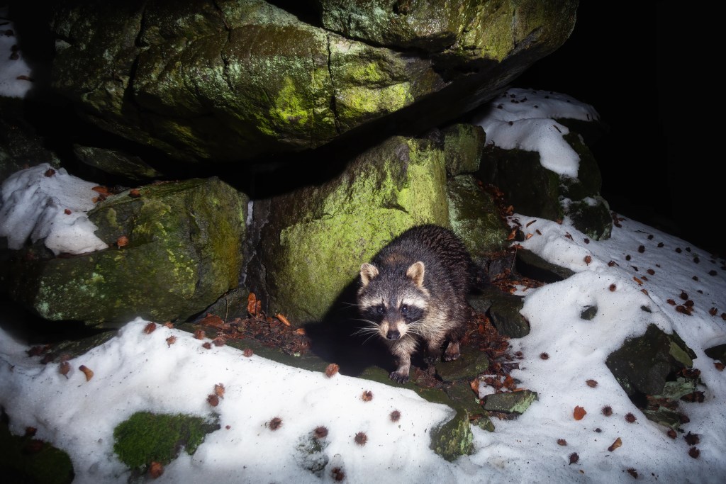 4 razões para alguns animais serem noturnos