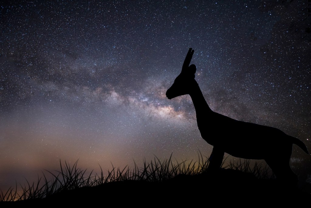4 razões para alguns animais serem noturnos