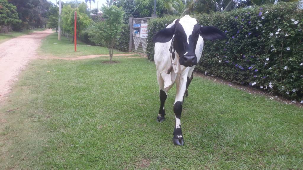 Animais soltos no Aracê