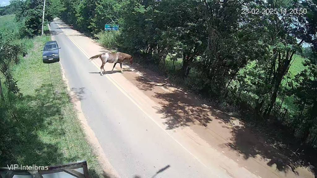 Animais soltos no Aracê