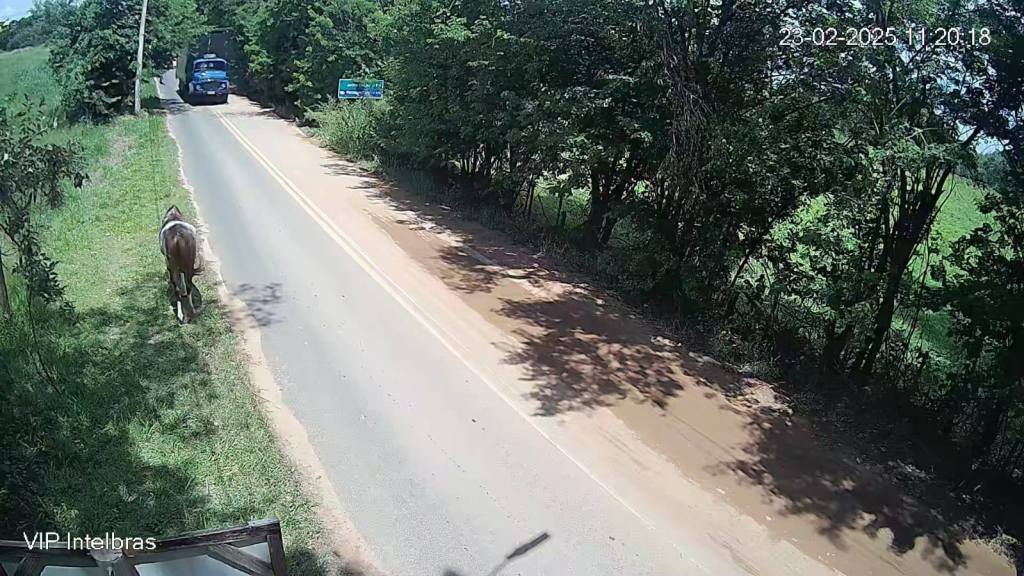 Animais soltos no Aracê