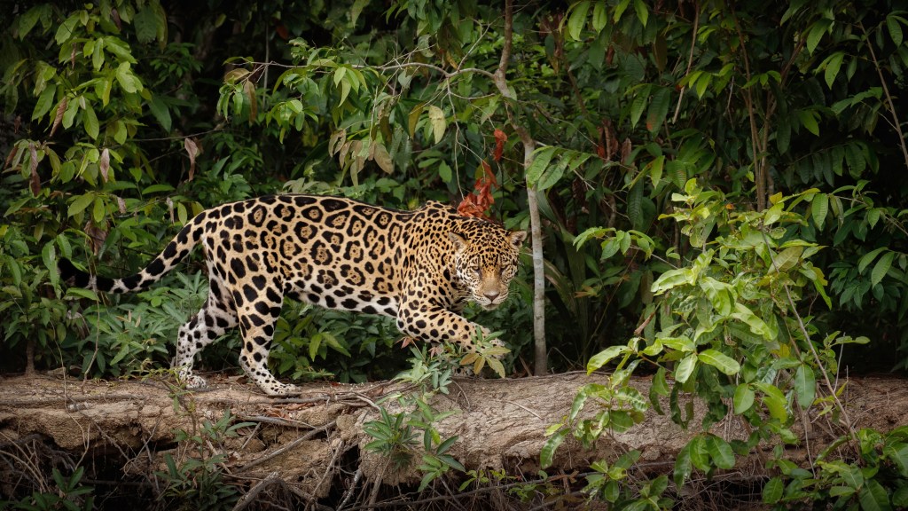 7 maneiras como animais silvestres se adaptam ao clima