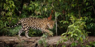 7 maneiras como animais silvestres se adaptam ao clima 7 maneiras como animais silvestres se adaptam ao clima