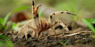 Aranha-armadeira: 3 fatos sobre sua periculosidade Aranha-armadeira: 3 fatos sobre sua periculosidade