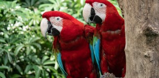 Fauna brasileira: uma das mais ricas e diversas do mundo