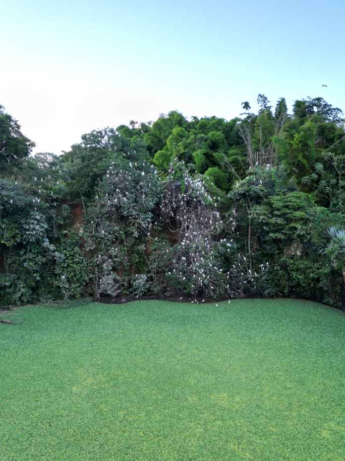 Ninhal de garças encanta Ninhal de garças encanta