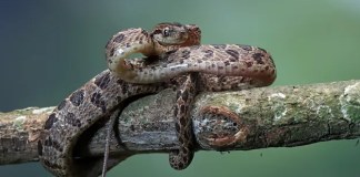 Jararaca: 4 atitudes seguras para evitar acidentes Jararaca: 4 atitudes seguras para evitar acidentes