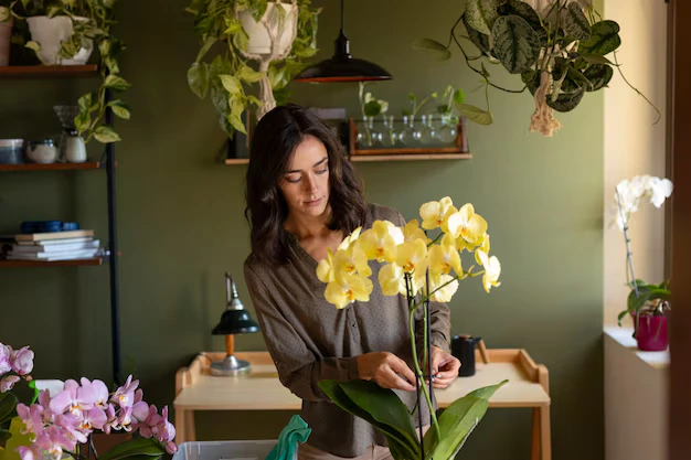 mulher cuidando de orquideas sobre a mesa em ambiente iluminado (1) mulher cuidando de orquideas sobre a mesa em ambiente iluminado