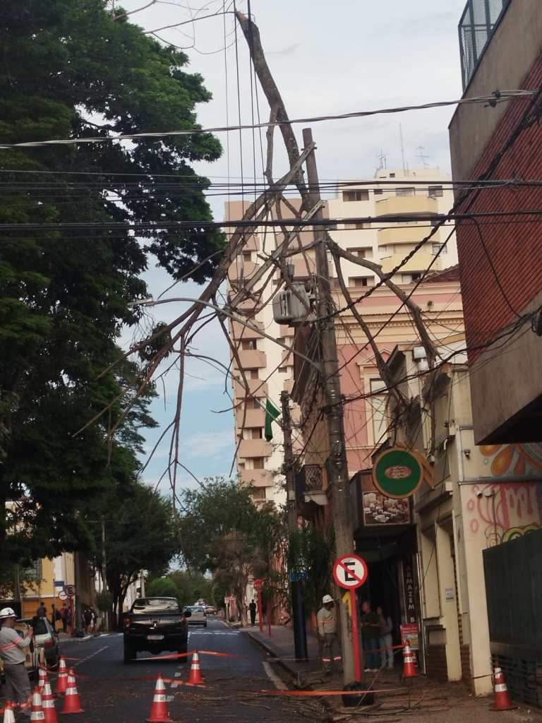 Galho em cima de fiação