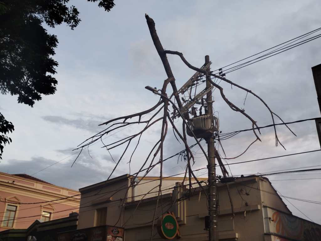 Galho em cima de fiação