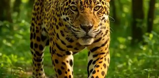 A onça-pintada e seu papel no ecossistema A onça-pintada e seu papel no ecossistema