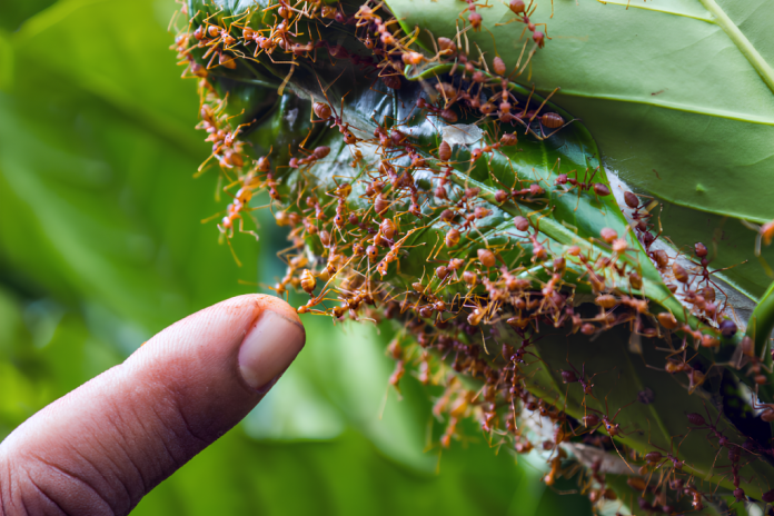 Formigas-de-fogo-vermelhas-1-1024x683