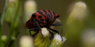 Os 10 insetos mais incríveis do Brasil Os 10 insetos mais incríveis do Brasil