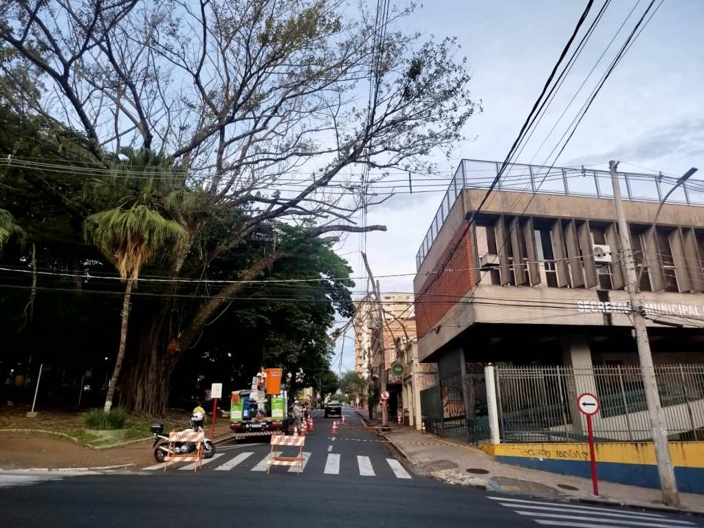 Galho em cima de fiação