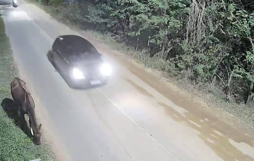 Animais soltos no Aracê de Santo Antonio