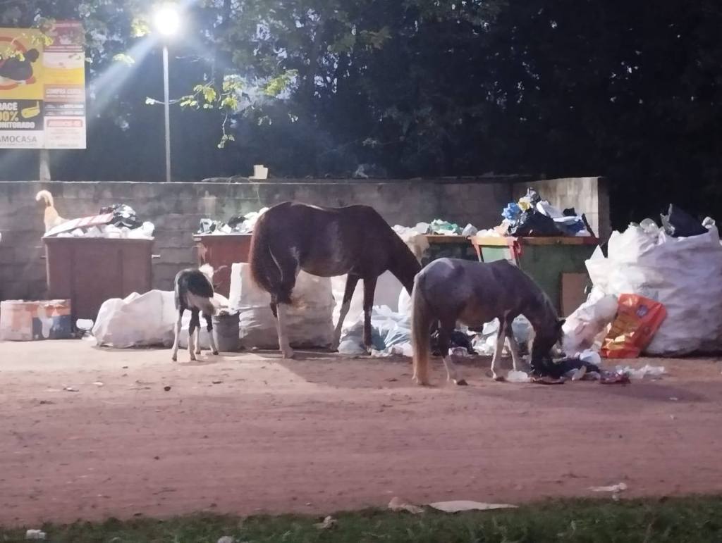 Animais soltos no Aracê de Santo Antonio