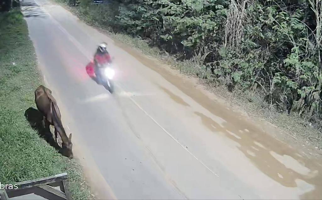 Animais soltos no Aracê de Santo Antonio