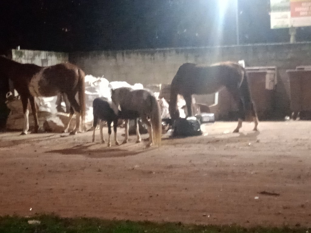 Animais soltos no Aracê de Santo Antonio