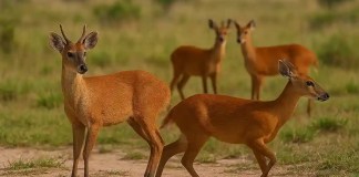 5 reações quando um veado-catingueiro percebe perigo