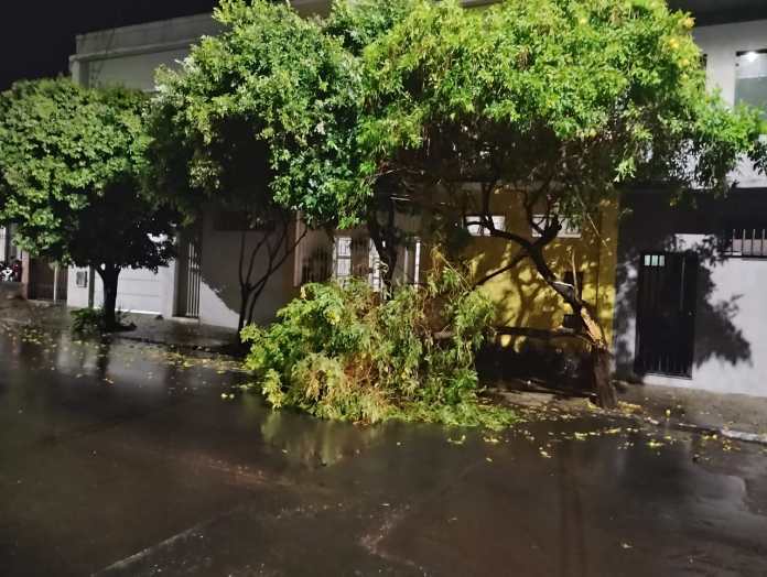 Chuva derruba árvore Chuva derruba árvore