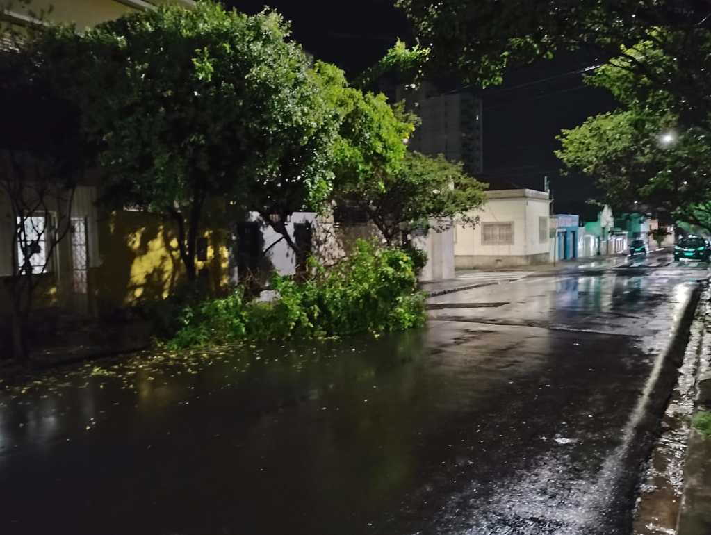 Chuva derruba árvore