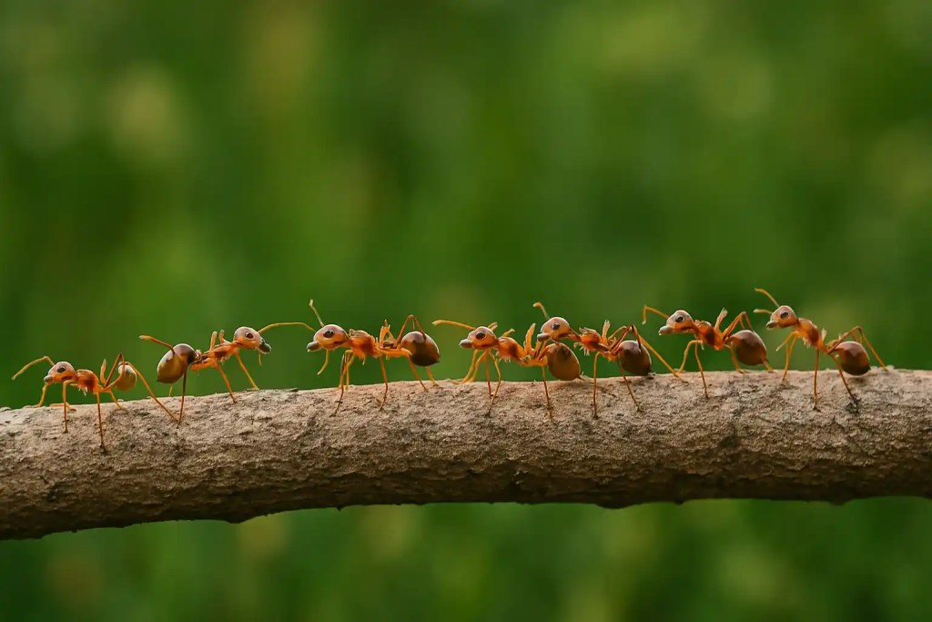 A adaptação dos insetos às mudanças de temperaturaA adaptação dos insetos às mudanças de temperatura