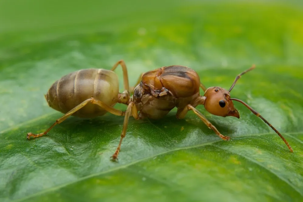 A estrutura das colônias de formigas cortadeiras